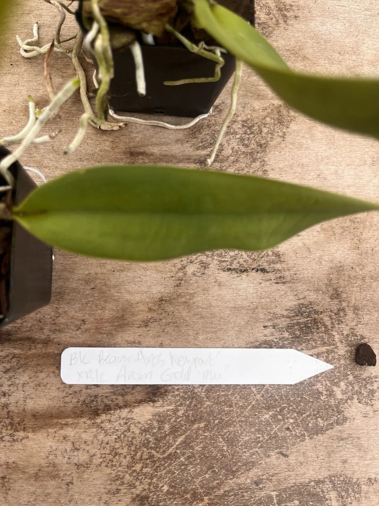 Potted orchid with broad green leaves and exposed roots