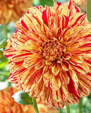 20 SEEDS for Red Yellow TIGER DAHLIA rare flower exotic garden plant USA Seller Garden Plants