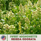 500 Sweet Mignonette Seeds, Reseda odorata,  Aromatherapy & Medicinal Plant Flowering Plants