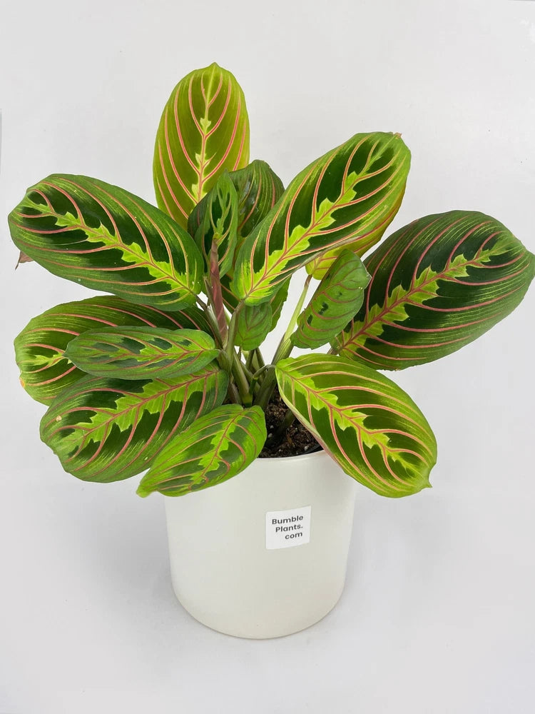 Maranta prayer plant in white pot, green leaves with red pinstripe veins