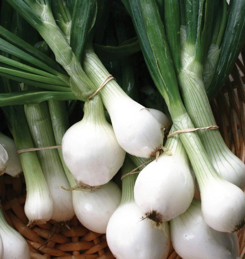 CRYSTAL WHITE WAX ONION 250 SEEDS NON-GMO FRESH FOR GARDENS Garden Plants