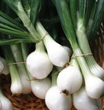 CRYSTAL WHITE WAX ONION 250 SEEDS NON-GMO FRESH FOR GARDENS Garden Plants