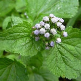 Dried Ageratum conyzoides Herb Organic WholePlant with Flowers Herbal Tea Remedy Flowering Plants