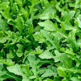 Slow Bolt Arugula Seeds for Planting - Heirloom Non GMO Herbs for Home Garden Garden Plants