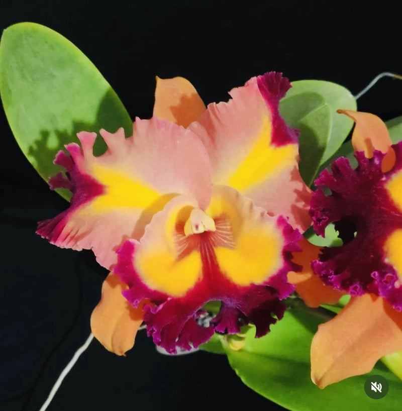 Multi-color orchid blossoms with green leaves, pink yellow and purple petals