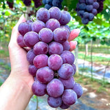 30 Purple Grape Seeds Ð Sweet Juicy Table Grapes for Home Vineyard & Garden Garden Plants