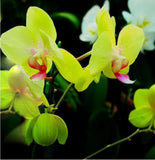 20 SEEDS for Green ORCHID rare flower bloom garden exotic house plant USA Seller Garden Plants