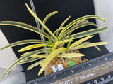 (BIN)Neofinetia falcata(japaneseorchid)marginal stripe/queen/MANGETSU __ Orchids