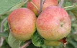 25+ Irish Peach Apple Seeds for Garden Planting - USA - FREE SHIPPING! Garden Plants