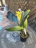 ORCHID PLANT Catt Golden Sunburst buds and bloom. not guaranteed no pot Orchids