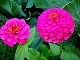 100+ PINK LUMINOSA ZINNIA SEEDS VERY PRETTY FRESH HARVEST FOR GARDENS Garden Plants