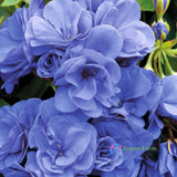 10 Seeds Geranium Sky Blue Pelargonium Perennial Fragrant Double Blue Flowers Flowering Plants