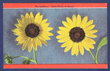 The Sunflower - State Flower of Kansas Sunflower