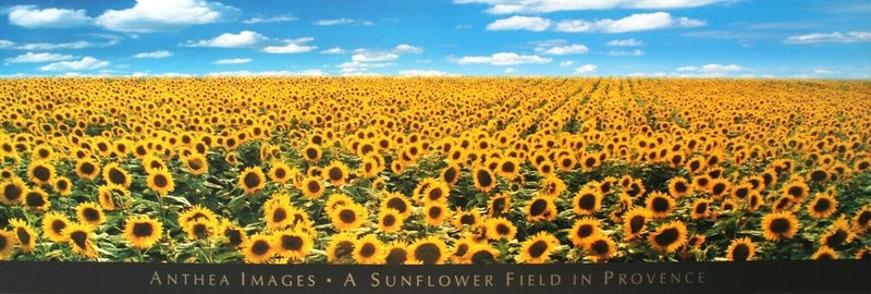 Anthea Images lithograph poster featuring a yellow sunflower field in Provence