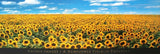 Anthea Images Lithograph Poster A Sunflower Field In Provence Flowers 2001 Sunflower