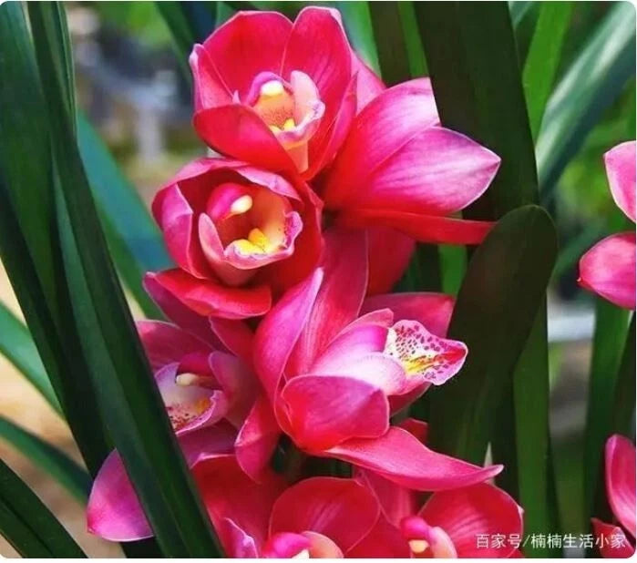Red and pink Cymbidium orchid cluster with yellow centers and green leaves