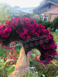 100+FRESH Giant Fuchsia Cockscomb Celosia Seeds (Celosia Cristata) Flower Flowering Plants