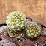 D3732 COPIAPOA MOLLICULA pot10-H6-W6 cm MaMa cactus Green Plant