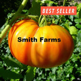 50+ Seeds Kellogg's Breakfast Tomato Hybrid Vegetable Garden Planting Tomatoe Garden Plants