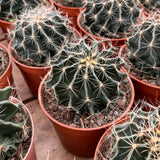 3'' Thelocactus Setispinus Anderson, Live Cactus Plants,Rare Plants Green Plant