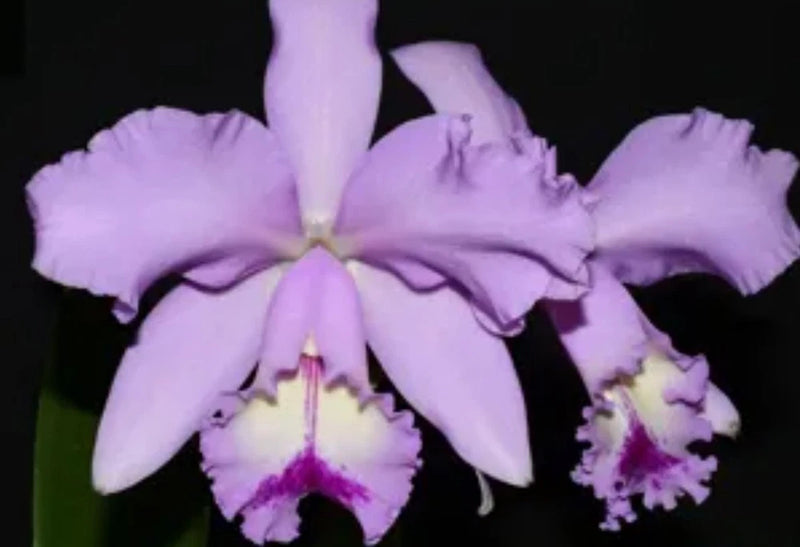 Live purple orchid with ruffled lavender petals and fringed lip