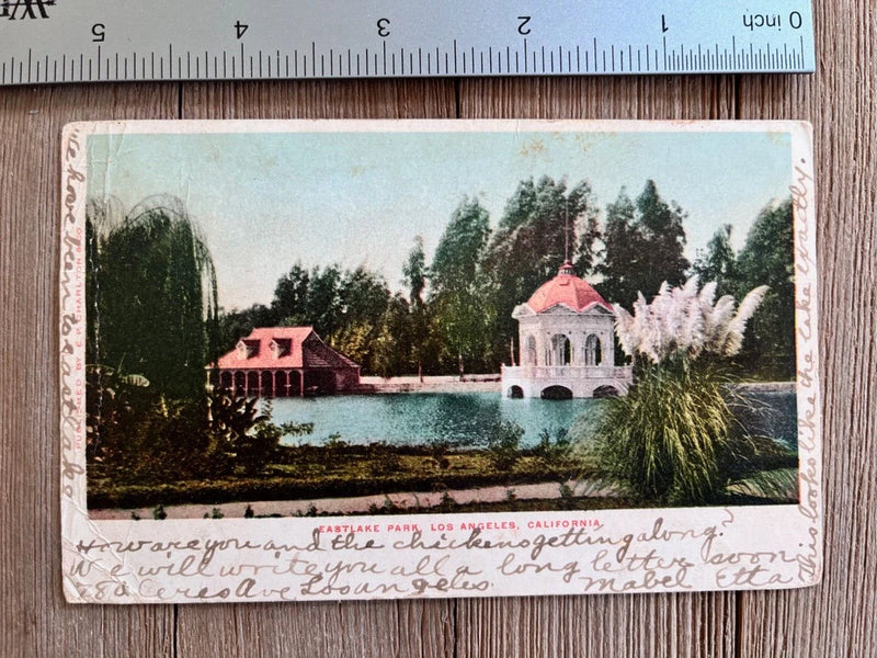 1906 Eastlake Park Los Angeles California Postcard Pampas Grass Vintage Pampas Grass