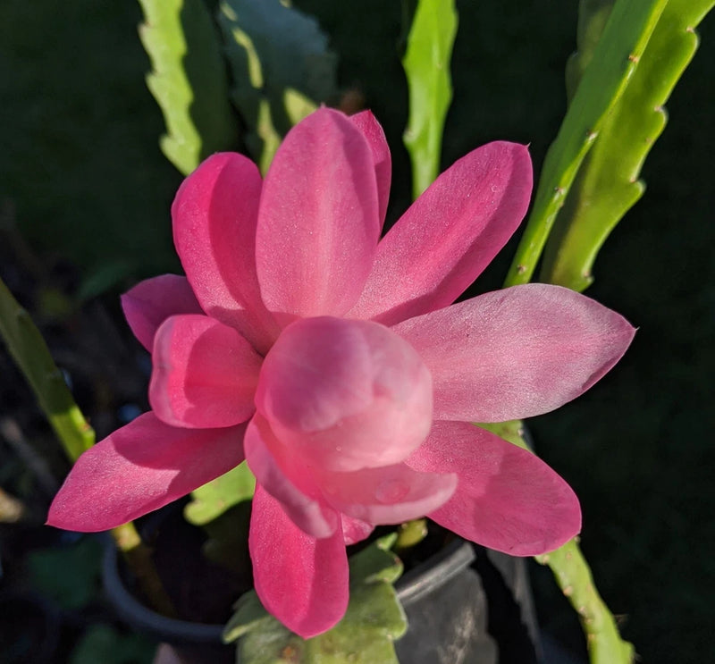 Pink epiphyllum orchid cactus bloom with layered petals