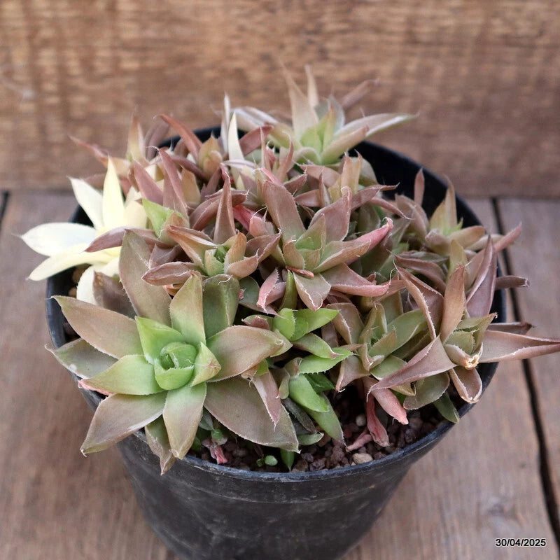 Variegated Haworthia cymbiformis succulent in black pot, green and pink rosettes