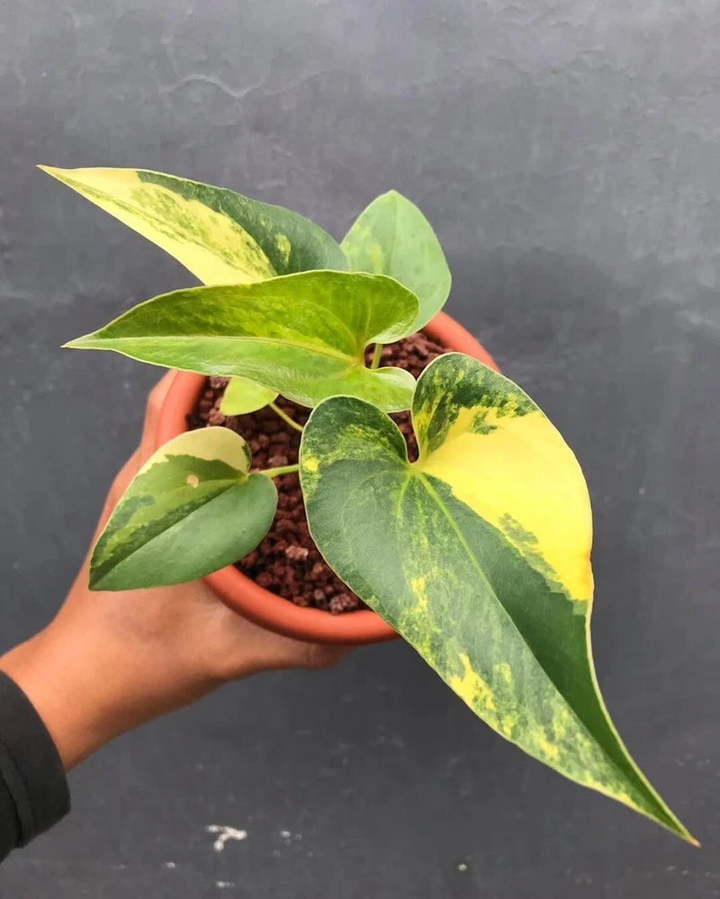 Variegated Anthurium Brownii plant in terracotta pot, green and yellow speckled leaves