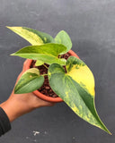 Anthurium Brownii Variegated  - anthurium variegated - rare anthurium plant Green Plant