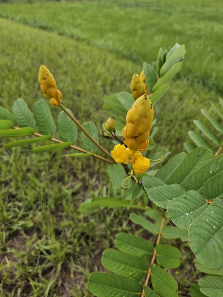 30 CANDLE BUSH SEEDS Cassia Alata Senna Tree Plant "SULPHUR BUTTERFLY HOST" Orchids