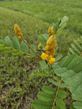 30 CANDLE BUSH SEEDS Cassia Alata Senna Tree Plant "SULPHUR BUTTERFLY HOST" Orchids