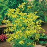 Bouquet Dill Seeds | 500 Seeds | Heirloom / Non-GMO | Free Shipping | 1144 Bouquet