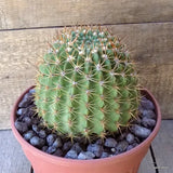 D5498 WEINGARTIA SP. pot22-H16-W15 cm MaMa Cactus Green Plant