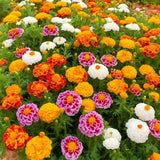 1000+ Marigold Seeds for Planting, Mixed Color Marigold Seeds Heirloom Garden Garden Plants