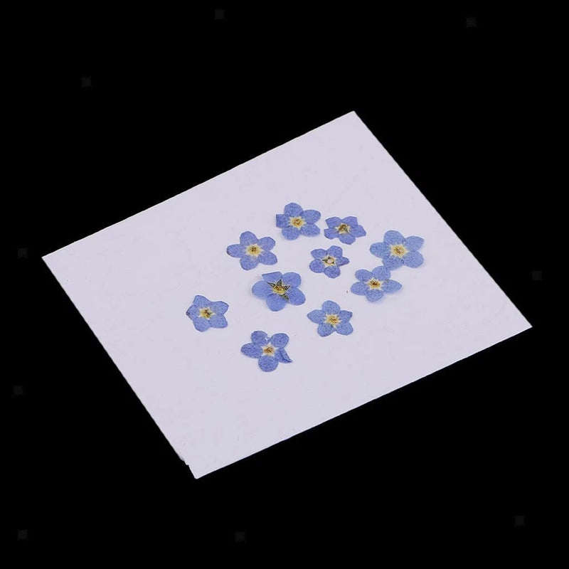 Dried flower set with small blue five-petal blossoms on a white backing card