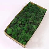 Preserved Reindeer Craft Moss Natural DIY Kit Gardenning Art Wall Olive Green... Green Plant
