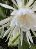 6 New Cuttings Of QUEEN OF THE NIGHT Blooming Epiphyllum Orchid White Orchids