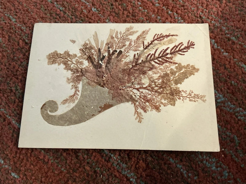 Pressed seaweed art print on light card, tan algae branch arrangement with curling accents