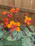 Pride of Barbados Ê20 seeds Flowering Plants