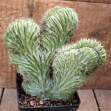 D4370 POLASKIA CHICHIPE CRESTED pot10-H17-W17 cm MaMa Cactus Green Plant