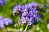 300 PURPLE TANSY Lacy Fiddleneck Phacelia Tanacetifolia Flower Seeds Flowering Plants