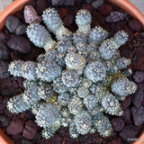 D3646 COPIAPOA TENUISSIMA pot22-H9-W16 cm MaMa Cactus Green Plant
