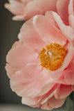 Blooming Pink Peony Flower in Daytime Art Wall Decor - POSTER 20x30 Peony