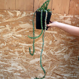 D4606 EUPHORBIA SP. pot14-H82-W20 cm MaMa Cactus Green Plant