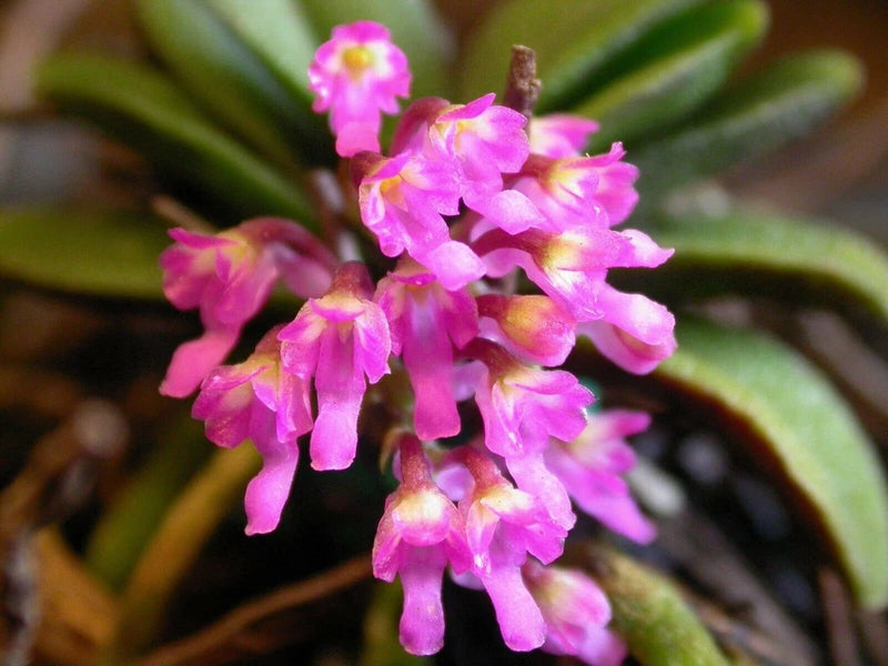 Orchid  Orchid Schoenorchis Mad Happenings mounted on cork Micro Miniature plant Orchids