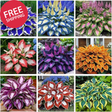 Hosta Seeds 110+ Mixed, Shade-Resistant Perennial Plants, Unique Leaf Color Comb Lily