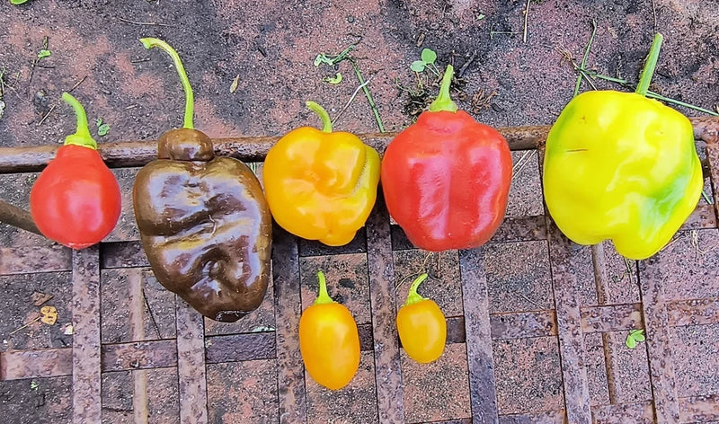 7 varieties Manzano/Rocoto pepper seed 24 seeds+ mixed in packet Flowering Plants