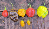 7 varieties Manzano/Rocoto pepper seed 24 seeds+ mixed in packet Flowering Plants
