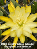 Yellow orchid cactus bloom on a potted plant, close-up